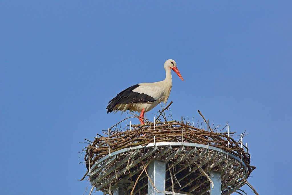 cicogna bianca